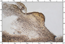 Elaphomyces decipiens